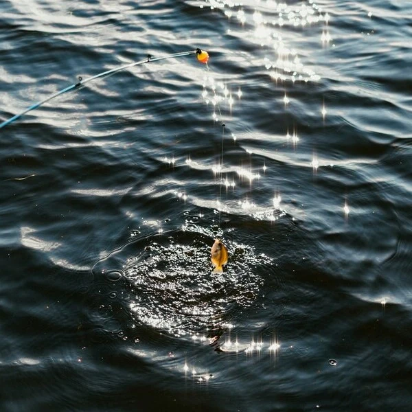 Fishing Image