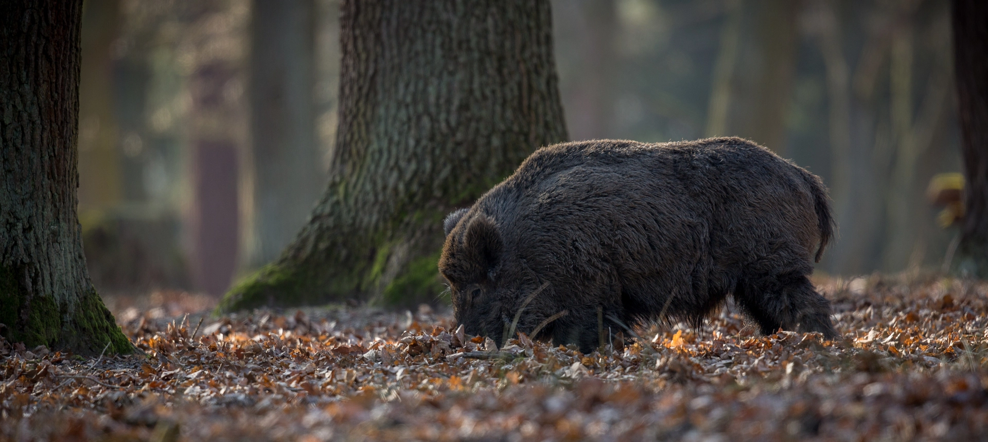 Hunting Photo