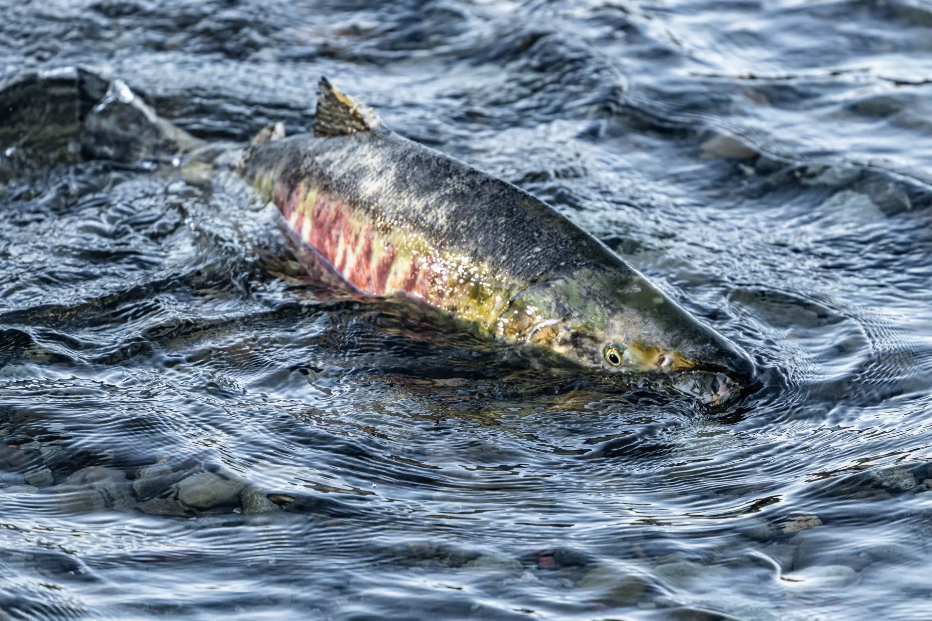 Atlantic salmon in a clear Scottish river