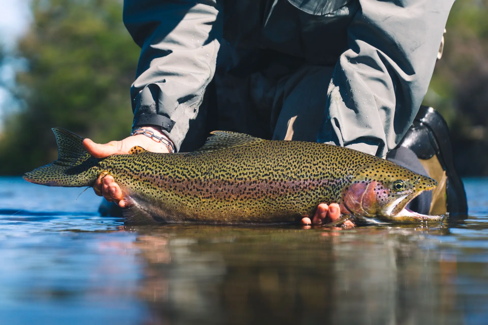 Fly-fishing guests on the River Tweed