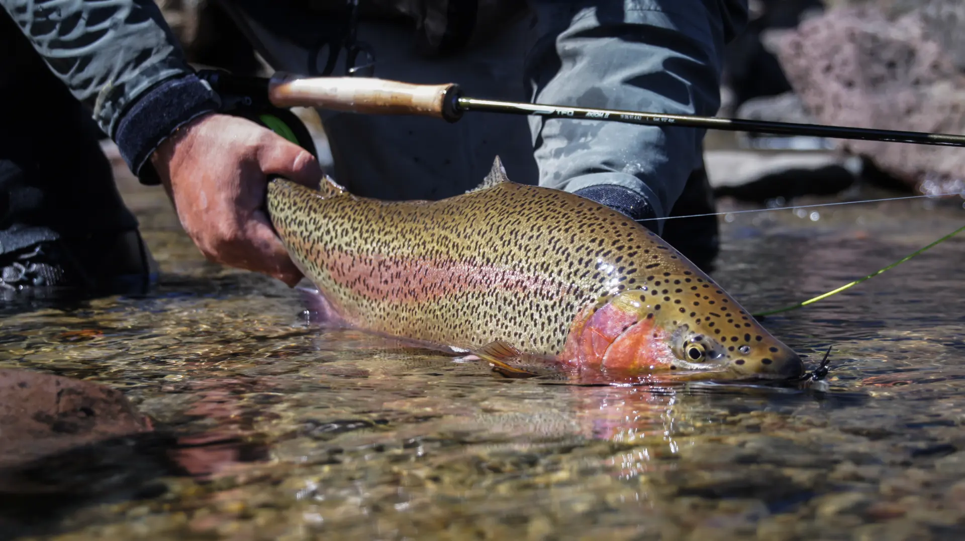 A Scottish trout, grayling and salmon fishing trip